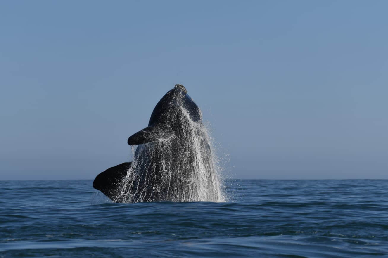Whale watching 1